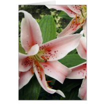 Lily Oriental cards by ArtXpress Lily Oriental cards
