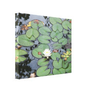 Lily Pad Canvas wrappedcanvas