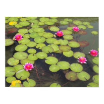 lily pad canvas print by joacreations lily pad canvas print