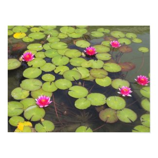 lily pad canvas print print