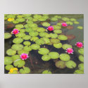 lily pad canvas print