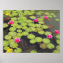 lily pad canvas print