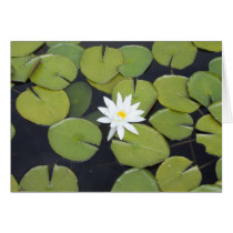 lily pad cards