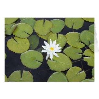lily pad card