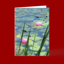 Lily Pad Card