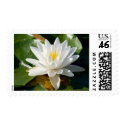 Lily Pad Flower Postage Stamps by NaturesArt Lily Pad Flower Postage Stamps