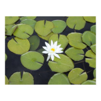 lily pad posters by joacreations lily pad posters