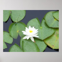 Lily Pad Print