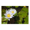 Lily Pad Print
