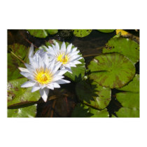 Lily Pad Print