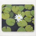 lily pad with mousepads