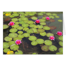 lily pad with pink flowers cards