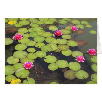 lily pad with pink flowers card