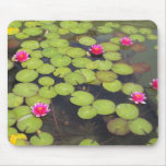 lily pad with pink flowers lily pad with pink flowers