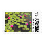lily pad with pink flowers