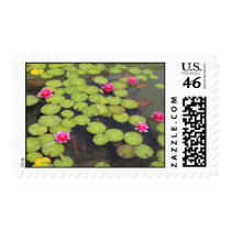 lily pad with pink flowers postage