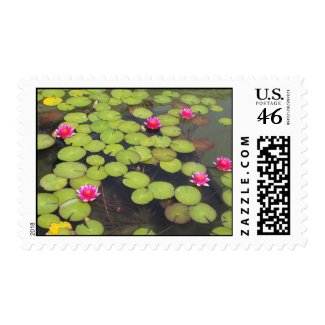lily pad with pink flowers stamp