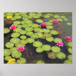 lily pad with pink flowers print