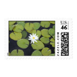 lily pad with single flower