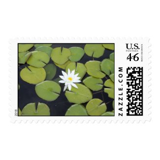 lily pad with single flower stamp