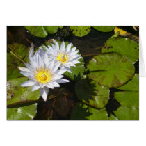 Lily Pads 1 Card