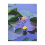 Lily Pads and flower Post Cards