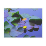 Lily Pads and flower Post Cards