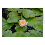 Lily Pads and Pink Flower Card