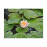 Lily Pads and Pink Flower Postcard