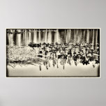 Lily Pads and Treetops Poster