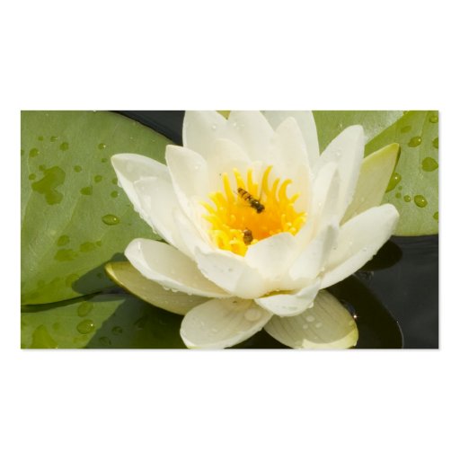 Lily Pads and White Lotus Flower Business Card (back side)