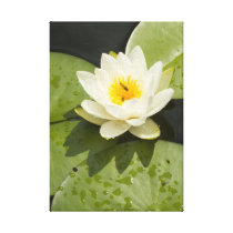 Lily Pads and White Lotus Flower Stretched Canvas Print