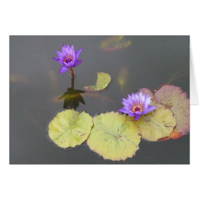 Lily Pads Greeting Cards by artisticsol