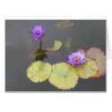 Lily Pads cards