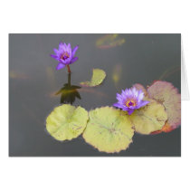Lily Pads cards