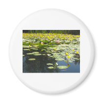 lily pads on a pond with yellow flowers magnets