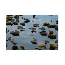 Lily Pads posters