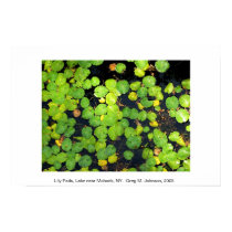 Lily Pads posters