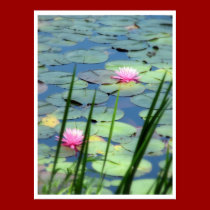 Lily Pads & Waterlilies posters