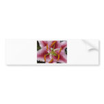 lily,pinky lily 2 bumper stickers