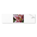 lily,pinky lily 3 bumper stickers