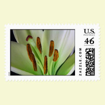 Lily Pods postage