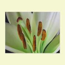 Lily Pods postcards
