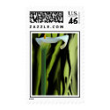 Lily Postage postage