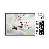Lily Postage stamps