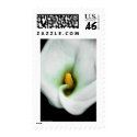 Lily postage