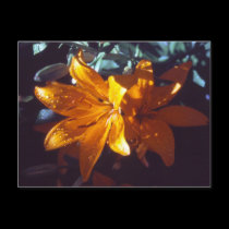 Lily | Postcard by celtxian Lily | Postcard