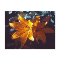 Lily | Postcard