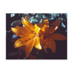 Lily | Postcard