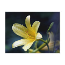 Lily Postcard